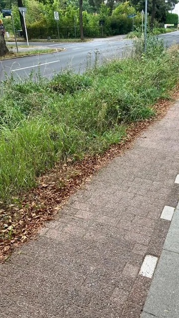 Verschandelt Ortsbild und stellt ein
Sicherheitsproblem dar: Wucherndes
Unkraut auf Grünflächen
(Foto: CDU Glienicke)t Verschandelt Ortsbild und stellt ein
Sicherheitsproblem dar: Wucherndes
Unkraut auf Grünflächen
(Foto: CDU Glienicke)t